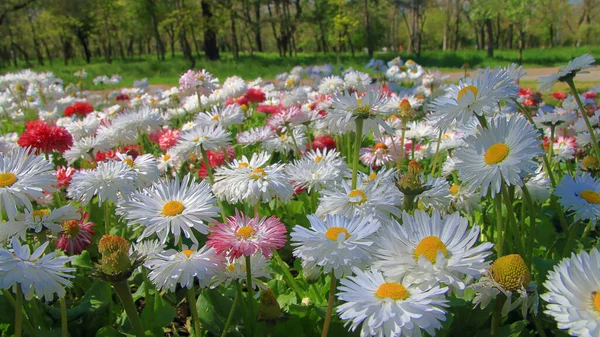 Canteiro Flores Com Margaridas Parque Público Cidade Odessa — Fotografia de Stock