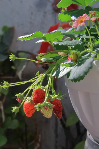 Bahçe çanağında yetişen olgun kırmızı çilekler..