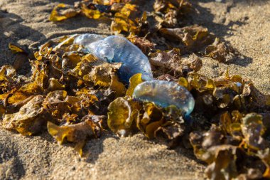 Portuguese caravel (Physalia Physalis), also known as Portuguese frigate, Portuguese boat, bad water, aquaviva, blue or false jelly