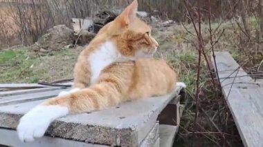 İki ev kedisi oynuyor.