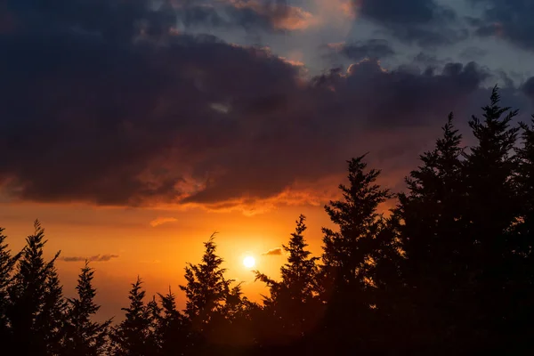 Muhteşem Turuncu Günbatımı Gökyüzü Arkaplanı Üzerindeki Sedir Ormanı Nın Güzel — Stok fotoğraf