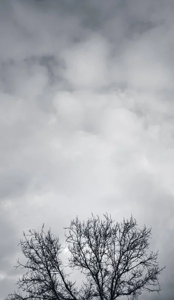 Samotne Drzewo Bez Liści Nad Zachmurzonym Niebem Panorama Pionowa Konceptualne — Zdjęcie stockowe