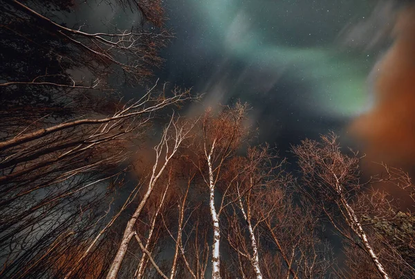 美丽的北极光和高高的树木的天空 夜空中神奇的绿色极光 神奇的自然现象 — 图库照片