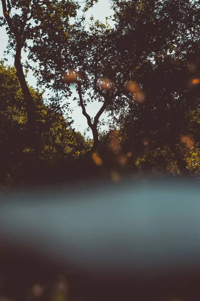 Dark Autumn Forest Vintage Style Wild Trees Sepia Photo Cinematic — Stockfoto