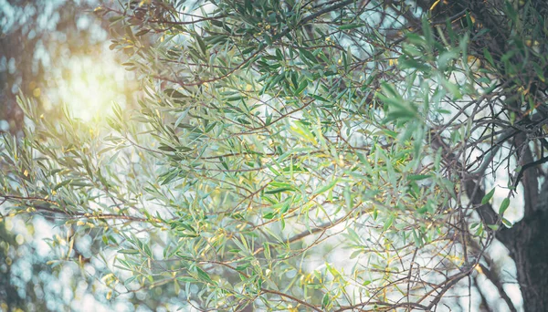 Beautiful Natural Background Big Fresh Green Olive Tree Bright Sun — Stock Photo, Image