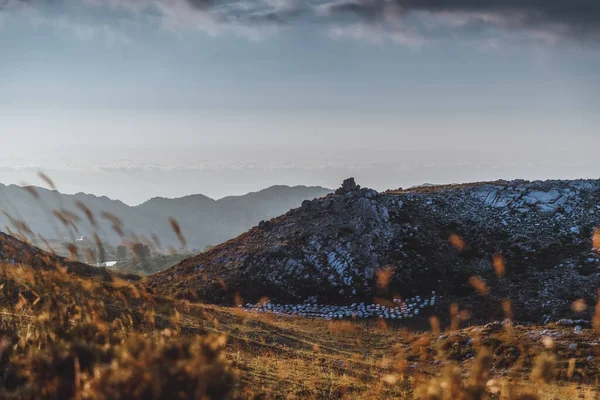 Dağ Arısının Güzel Manzarası Dağların Tepelerinde Birçok Arı Kovanı Var — Stok fotoğraf