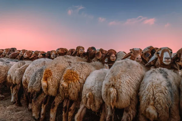 Zbliżenie Zdjęcie Padoku Owiec Pastwisku Wiele Uroczych Owiec Pasą Się — Zdjęcie stockowe