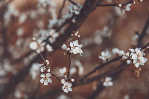 自然な背景 優しい桜の木の花の美しいレトロなスタイルの写真 春の時間の自然の美しさ 新しいライフコンセプト — ストック写真