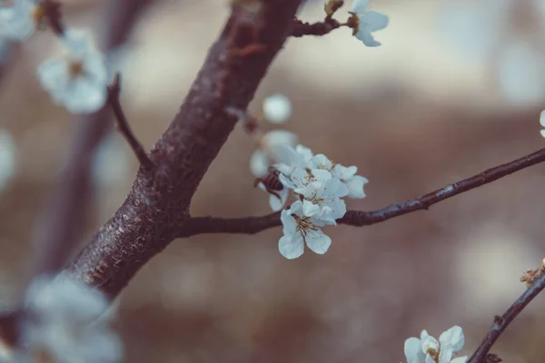 Természetes Háttér Gyönyörű Retro Stílusú Fotó Egy Szelíd Cseresznyefavirágról Tavaszi — Stock Fotó