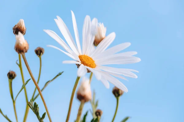 Zbliżenie Zdjęcie Pięknych Kwiatów Rumianku Nad Błękitnym Tle Nieba Świeżość — Zdjęcie stockowe