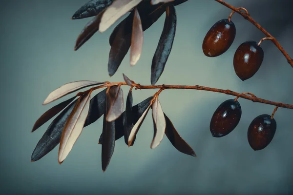 灰色背景上的橄榄树枝条的照片 新鲜成熟的黑橄榄 橄榄油生产 — 图库照片
