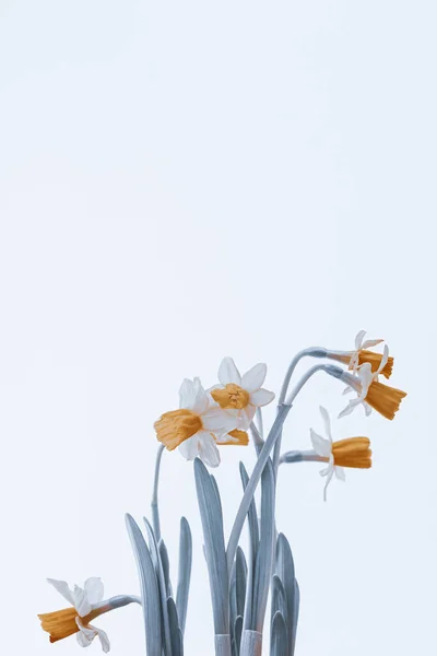 Taze Beyaz Çiçekler Narsisli Narsislerin Temiz Bir Arkaplanı Var Güzel — Stok fotoğraf