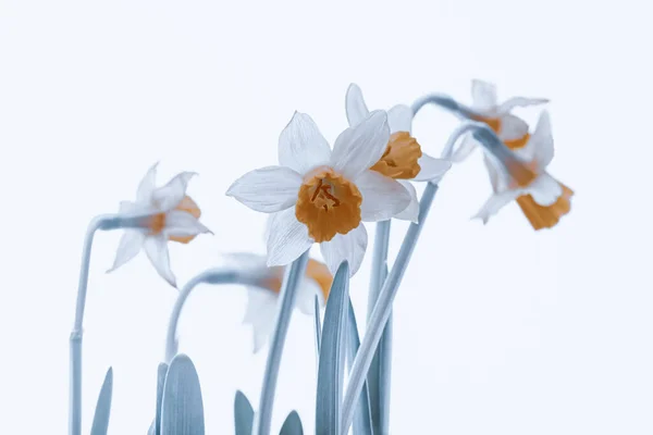 Fresh Gentle White Flowers Tender Narcissus Isolated Clean Background Beautiful — Stock Photo, Image