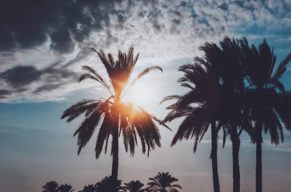 美丽的热带岛屿日落天空背景下棕榈树的轮廓 异国情调夏天激情的概念 — 图库照片