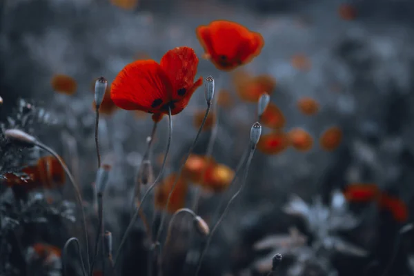 Piękny Krajobraz Delikatnych Kwiatów Maku Vintage Stylu Ciemne Zdjęcie Brukarza — Zdjęcie stockowe