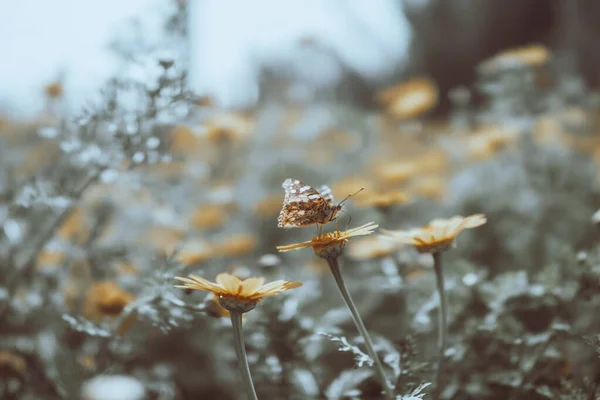 Фото Стилі Гранж Жовтих Ромашкових Квітів Ніжним Метеликом Ньому Свіже — стокове фото