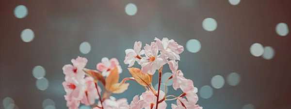 春の花のパノラマの背景 ぼんやりとしたぼっくりの抽象的な光の上に美しい優しいピンクの桜の花 優しい果樹園が咲く 新鮮な柔らかい性質 — ストック写真