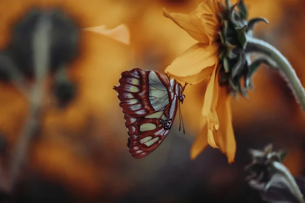 Foto Cerca Una Hermosa Mariposa Frágil Sentada Sobre Pétalos Girasoles — Foto de Stock