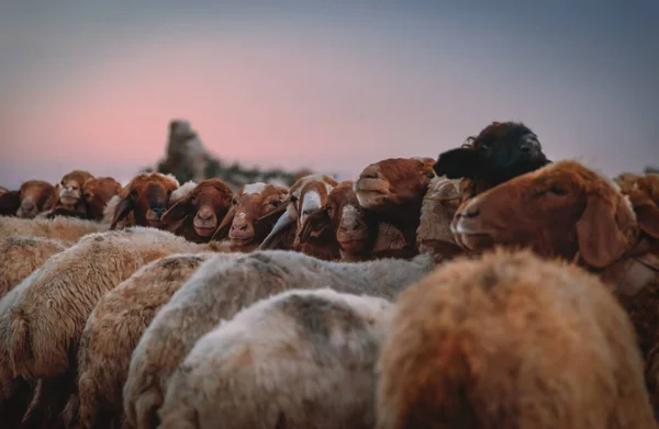 Çayırdaki Bir Koyun Otlağının Yakın Çekimi Birçok Sevimli Koyunlar Akşamları — Stok fotoğraf