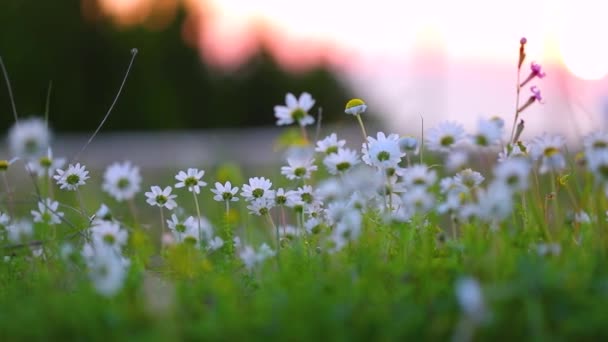 日没の美しいデイジーの花のフィールドのFhdビデオ スローモーション 田舎の美しい自然 1920X1080 — ストック動画