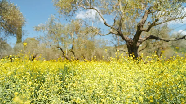 令人惊奇的新鲜野生风景 美丽的黄色油菜地 有橄榄树 在阳光明媚的夏日 乡间的土地 — 图库照片