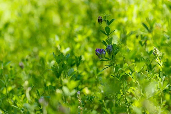 摘要自然背景 美丽的新鲜绿色的花 漂亮的紫色小花 野花盛开 — 图库照片