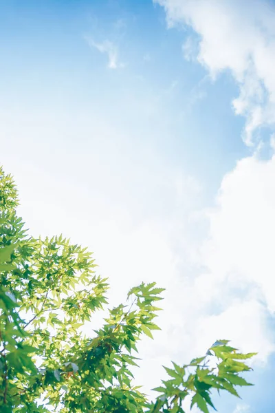 Mavi Arka Plan Üzerinde Taze Yeşil Akçaağaç Yaprağı Sınırı Güneşli — Stok fotoğraf