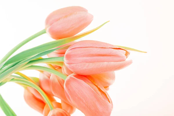 Close Foto Van Een Prachtige Tedere Roze Tulpen Geïsoleerd Witte — Stockfoto