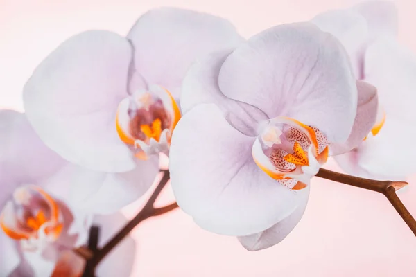 一张柔和的白色兰花枝条的合影 隔离在清澈的粉红背景上 天然花卉 大自然的美丽 — 图库照片