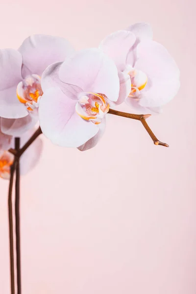 Szekrény Fotó Egy Szelíd Fehér Orchidea Virágok Elszigetelt Tiszta Rózsaszín — Stock Fotó