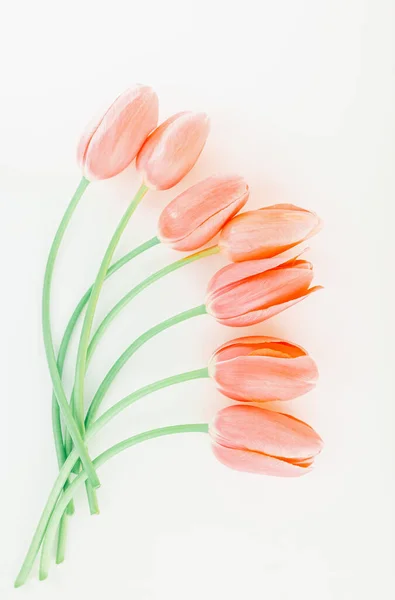 一张美丽的 柔和的七朵桃色郁金香的照片 背景是白色的 美丽娇嫩的花朵 使母亲节静谧祥和 — 图库照片