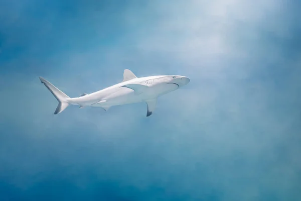 Image Requin Récif Couleur Blanche Sur Fond Bleu Océan Poisson — Photo