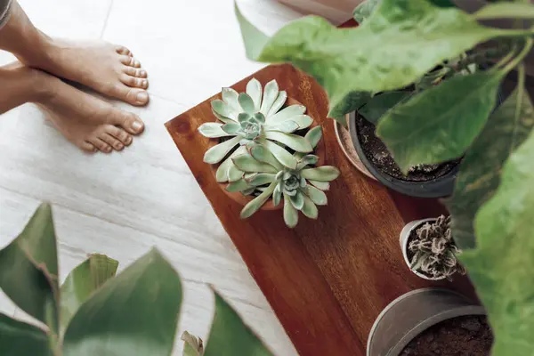 Stillleben Einer Heimischen Pflanze Eine Fürsorgliche Frau Baut Liebevoll Zimmerpflanzen — Stockfoto