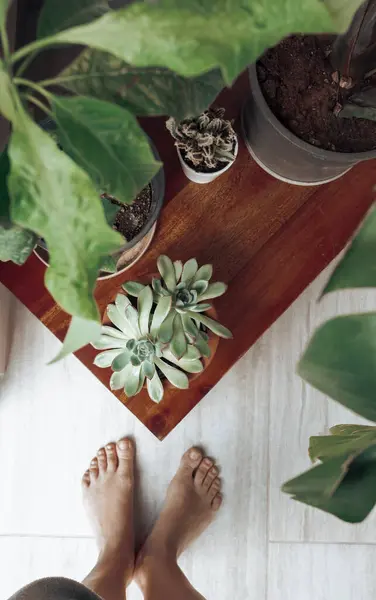 Eine Frau Bewundert Ihre Frischen Saftigen Grünen Pflanzen Hause Unter lizenzfreie Stockbilder