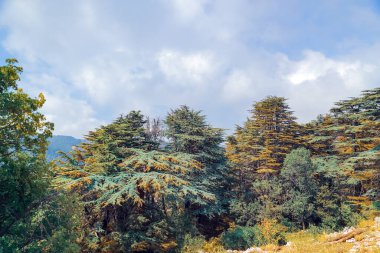 Büyük görkemli yeşil kozalaklı ağaçların güzel manzarası. Tanrı 'nın sedirleri. Dağlık orman. Doğal rezerv, turistik eğlence. Lübnan.