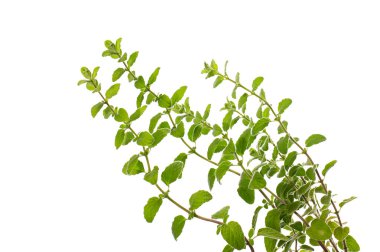 Keklikotu. Beyaz arka planda taze yeşil kekik dalları. Oregano yapayalnız kalır. Yemek için lezzetli bir tat. Geleneksel İtalyan Mutfağı.