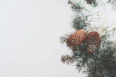 Güzel çam kozalakları, kış sükuneti ve huzurunu somutlaştıran, her zaman yemyeşil bir dalın üzerinde dinleniyor. Beyaz arka planda izole edilmiş Noel sınırını evlendir.