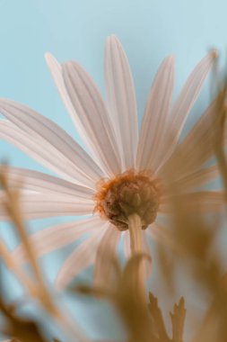 Yumuşak beyaz papatya çiçeğinin yakın görüntüsü dingin mavi bir yaz gökyüzüne, sükunete ve saf güzelliğe karşı.