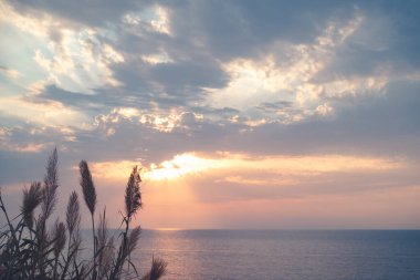 Gün batımında okyanusun güzel, sakin manzarası, vahşi sahil bitkilerinin siluetleri tarafından mükemmel çerçevelenmiş.