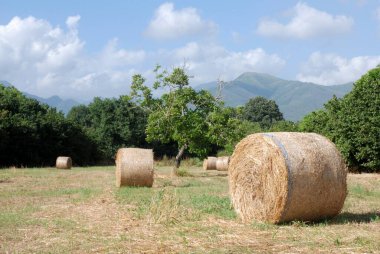 İtalya: Giffoni Sei Casali 'deki tarım arazisi manzarası, 7 Haziran 2024.