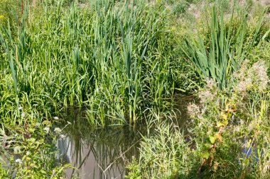 Praga Poludnie, Varşova 'nın Goclaw bölgesindeki parktaki göl kıyısında çeşitli bitki türleri yoğun olarak yetişir.