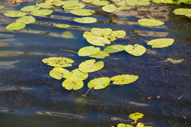 Varşova 'nın Praga Poludnie bölgesindeki Goclaw arazisindeki gölün sularında büyük nilüfer yaprakları.