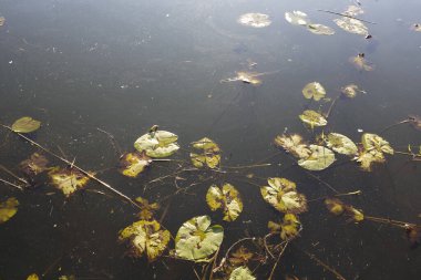 Nilüfer yaprakları, Varşova 'nın Praga Poludnie bölgesindeki Goclaw arazisindeki parkta sonbaharda göl suyunun üzerindedir.