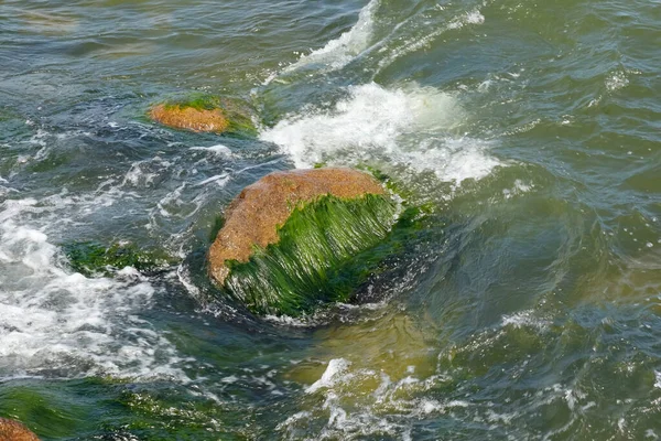 Het Licht Golvende Ondiepe Water Van Oostzee Zit Zeewier Stenen — Stockfoto