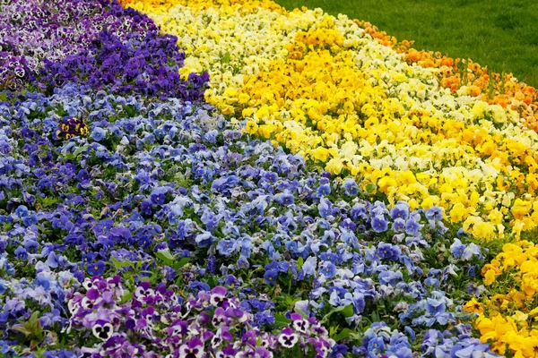Bledé Květy Hustě Rostly Záhonu Parku Vytvářely Přírodní Barevný Koberec — Stock fotografie