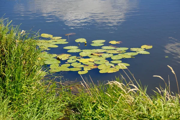 Листья Водяных Лилий Воде Озера Парке Усадьбе Гоцлав Районе Прага — стоковое фото
