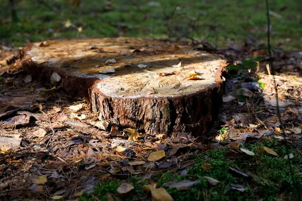 Old Tree Cut Only Stump Felled Tree Remains Here Forest — Stock Photo, Image
