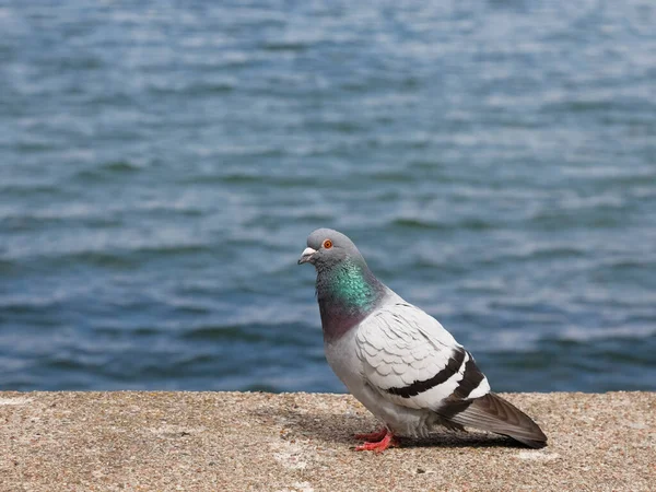 Stock image Pigeon on a concrete breakwater at the Baltic Sea, slight waves on the sea surface are seen in the background