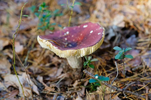 有毒的蘑菇生长在干燥的松树树叶和针叶之间 在波兰的Wilga村附近的森林里可以看到什么 — 图库照片