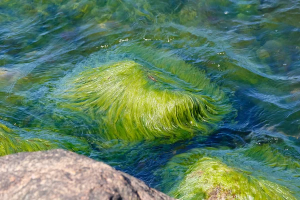 Baltık Denizi Nin Hafif Dalgalı Sularında Kayaların Üzerinde Yosun Var — Stok fotoğraf